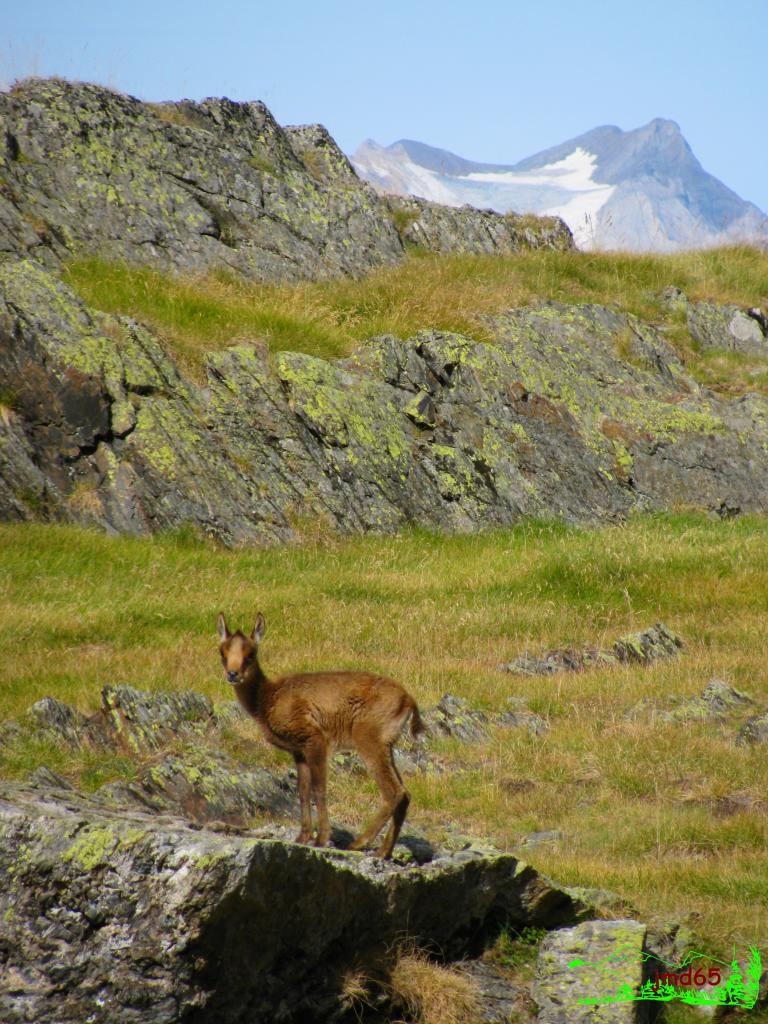 Bébé Isard prend la pose devant le Vignemale