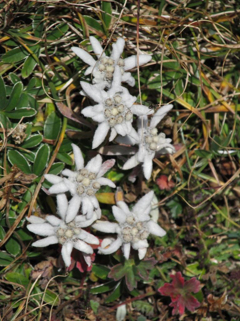 L'Edelweiss des Pyrénées