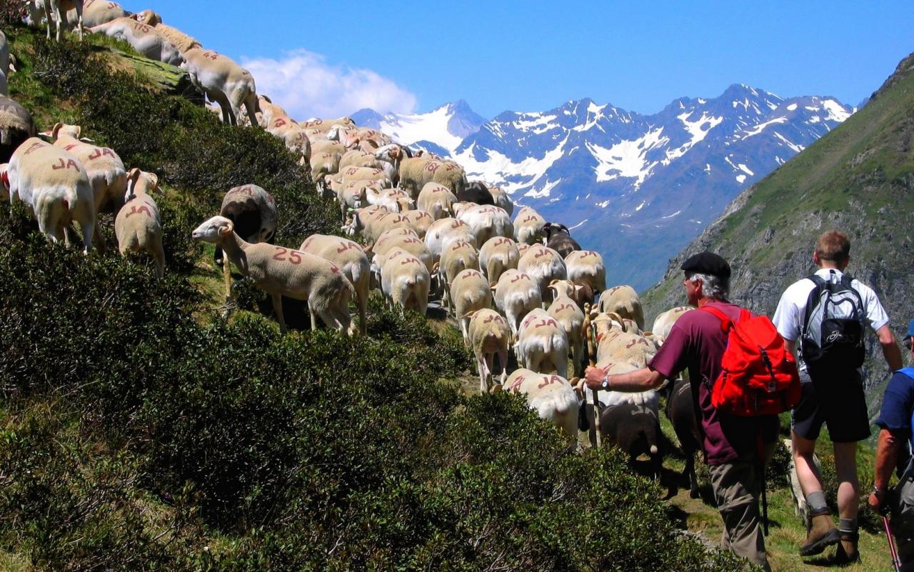 La transhumance